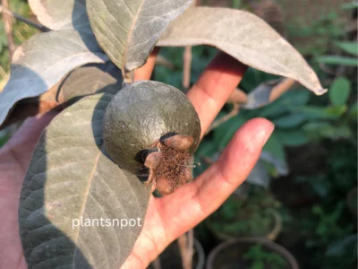 Black Guava (Kala Amrod)