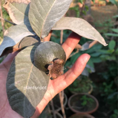Black Guava (Kala Amrod)