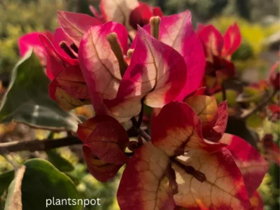 Imported Chitra Bougainvillea