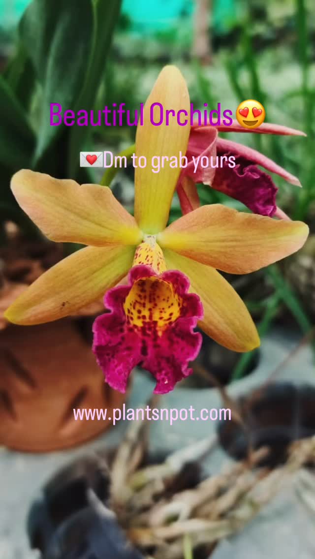 Fresh orchids, straight to your doorstep 🚚💐 www.plantsnpot.com
📍Karachi
#plantsnpots #plants #orchids #dendrobium #cattleya #flowers #flowerstagram #flowersofinstagram #onlineshop