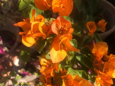 Orange Bougainvillea Plant – Vibrant Flowering Vine for Home & Garden