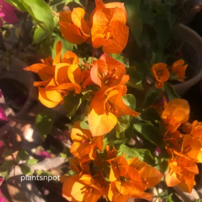 Orange Bougainvillea Plant – Vibrant Flowering Vine for Home & Garden