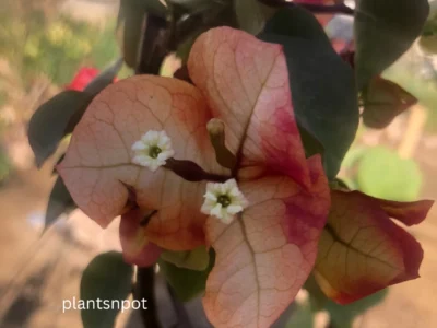 Citra Gold Bougainvillea
