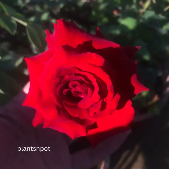 English Rose Veterans Honor Red Flower Plant