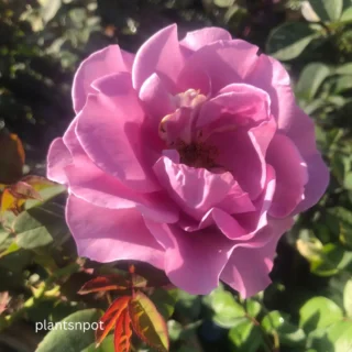 Mainzer Fastnacht Plant