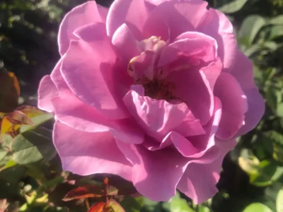 Mainzer Fastnacht Plant