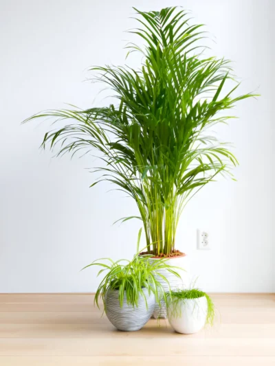 Top Air-Purifying Plant