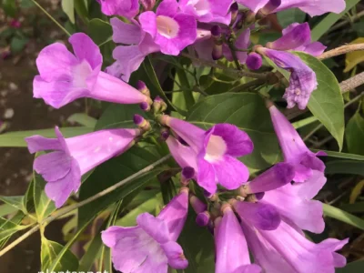 False Garlic Flower Vine