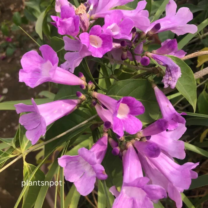 False Garlic Flower Vine