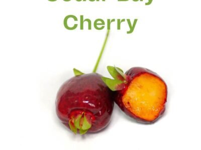 Cedar Bay Cherry Fruit Plant