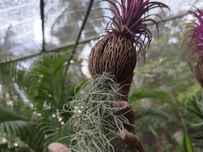 Air Plant with Spanish Moss Hanging