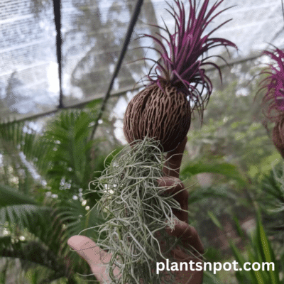 Air Plant with Spanish Moss Hanging