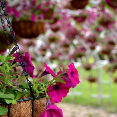 close-up-pink-flowers_1048944-267875