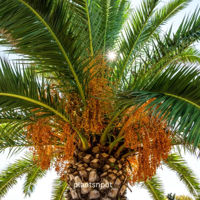 Date Palm Plant