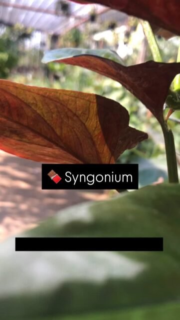 No calories, all chocolate vibes 🍫
#plants #syngoniumlovers #indoorplants #houseplants #plantsnpots