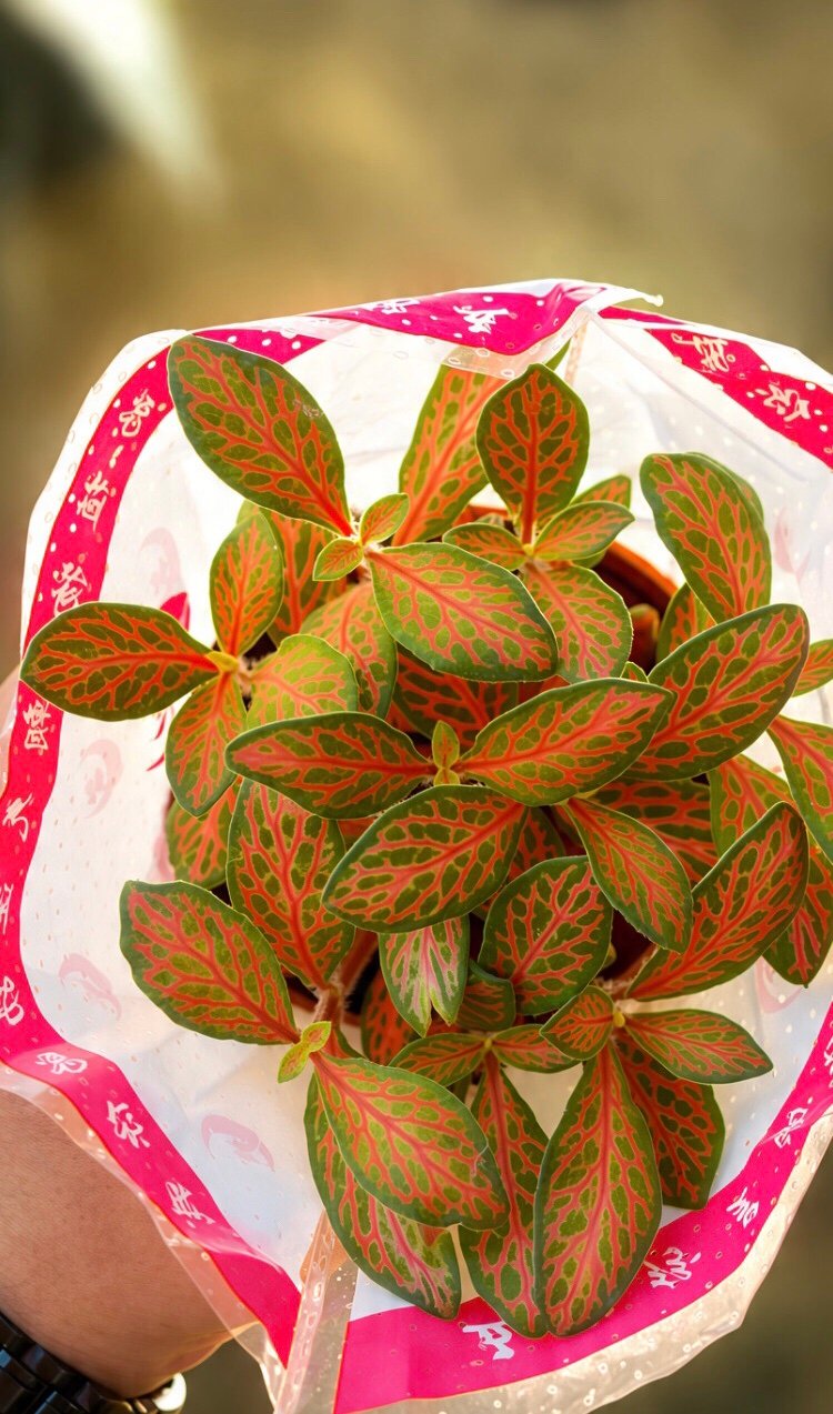 Fittonia Albivenis Nerve Plant