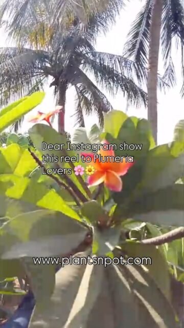 Get Your Favourite Plumeria Colour Delivered Right af your Door Step in Karachi.

#plumeria #plumeriaflower #flower #plantsnpots