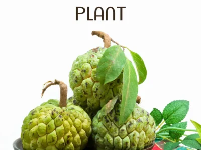 Custard Apple Plant شریفہ