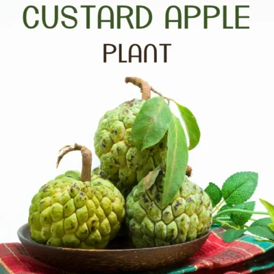 Custard Apple Plant شریفہ