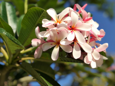 Singapore Plumeria Dwarf Champa
