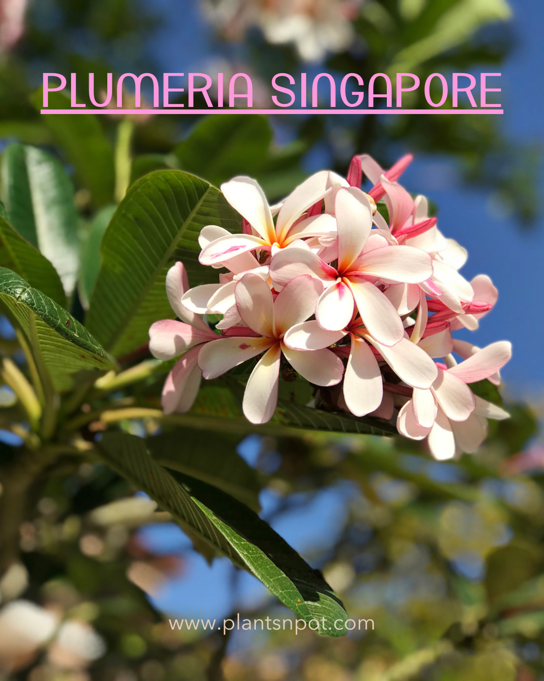 Plumeria Singapore Dwarf Champa