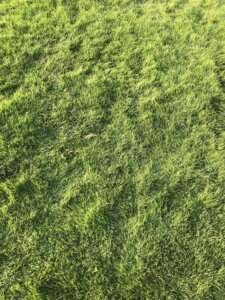 american grass karachi