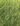 Live american grass