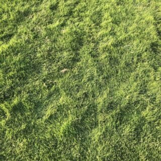 american grass karachi