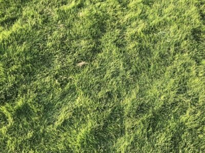 american grass karachi