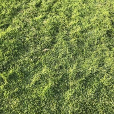 american grass karachi