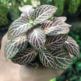 Fittonia Albivenis Nerve Plant