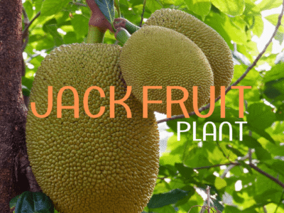 Jackfruit (Kathal) Plant – Karachi