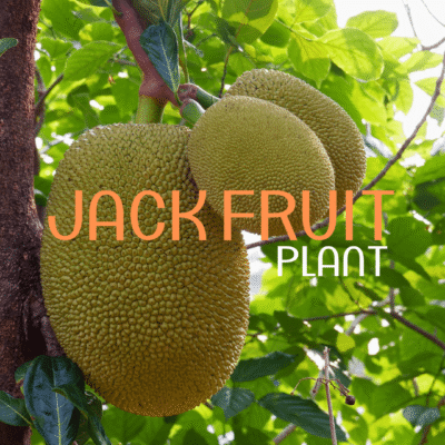 Jackfruit (Kathal) Plant – Karachi