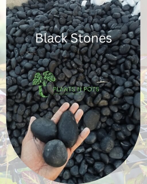Give your plants, paths & ponds the glow-up they deserve.
Stones, Pebbles, Boulders, Walkways in stock
DM or visit store www.plantsnpot.com for more details.
#pebbles #stones #whitestones #blackstones #landscape