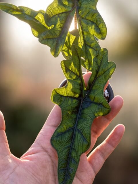Alocasia Jacklyn 💚
Plant therapy: The only therapy that actually works in this economy. 😌 

#Alocasiajacklyn #Plantlovers #alocasia #RarePlants #plantsnpots