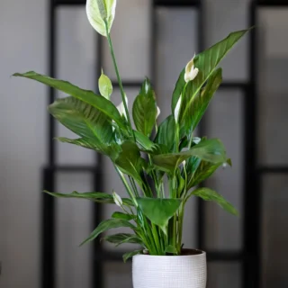 Peace Lily Plant – Air-Purifying Indoor Plant for Karachi, Pakistan