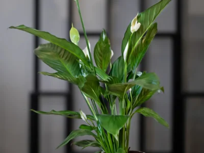 Peace Lily Plant – Air-Purifying Indoor Plant for Karachi, Pakistan