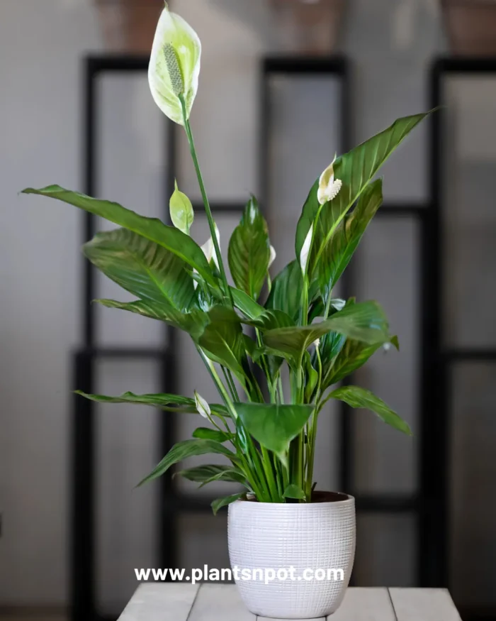 Peace Lily Plant – Air-Purifying Indoor Plant for Karachi, Pakistan