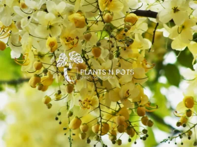 White Amaltaas (Cassia Siam White) flowering tree with white blooms and green foliage in Karachi garden
