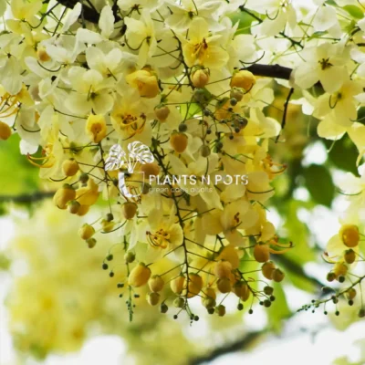 White Amaltaas (Cassia Siam White) flowering tree with white blooms and green foliage in Karachi garden