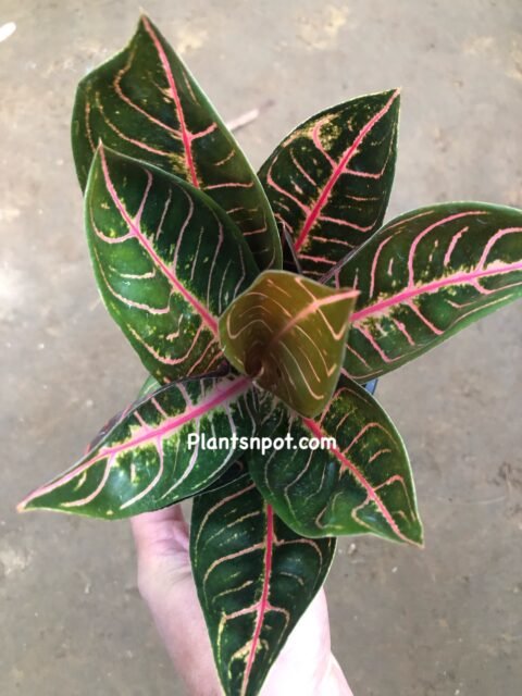 Aglaonema Red Sumatra
For order whatsapp 03181482014
#aglaonema #aglaonemasumatra  #rare #rareplants #plantsnpots