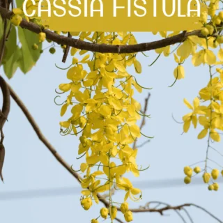 Cassia Fistula – Golden Shower Tree (Amaltas)