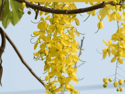 Cassia Fistula – Golden Shower Tree (Amaltas)