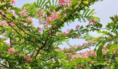 Cassia-nodosa-FEATURE-compressed