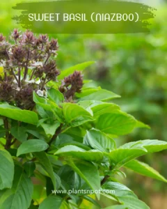 Niaz boo sweet basil