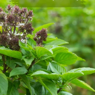 Niaz boo sweet basil