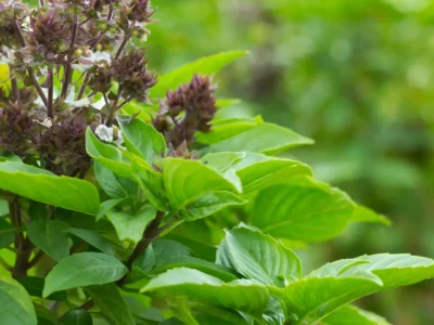 Niaz boo sweet basil