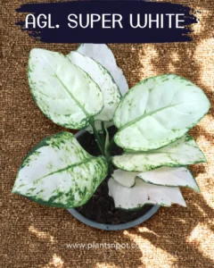 Indoor Plant Karachi