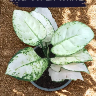 Indoor Plant Karachi