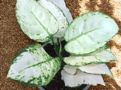 Indoor Plant Karachi